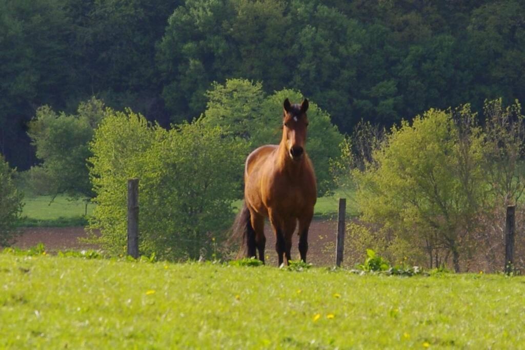 La-Haut, Gite-Maison De Vacances Poinson-les-Fayl Zewnętrze zdjęcie